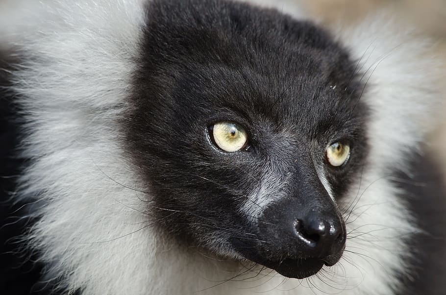 photography, white, black, long, coated, animel, black and white ruffed lemur, wildlife, madagascar, nature