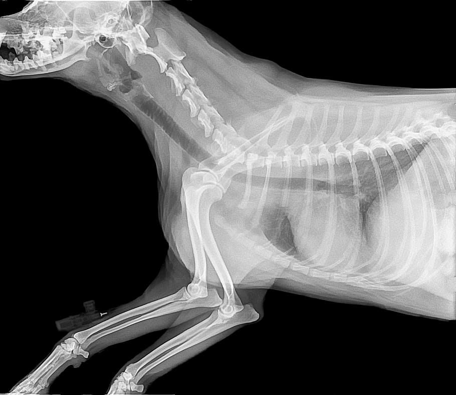 animal x-ray result, radiography, bone, medical, imagery, veterinarian, dog, animal, black background, studio shot