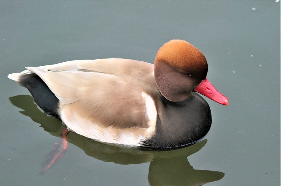 bird, waterbird, wildlife, plumage, colourful, pochard, red crested pochard, lake, duck, close up