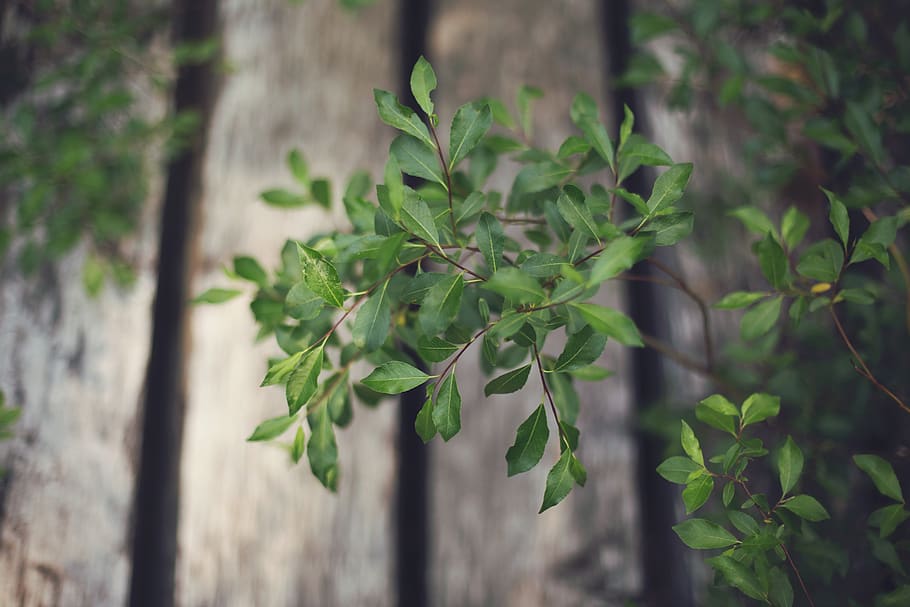 green, plants, leaves, wood, fence, plant, growth, green color, leaf, plant part