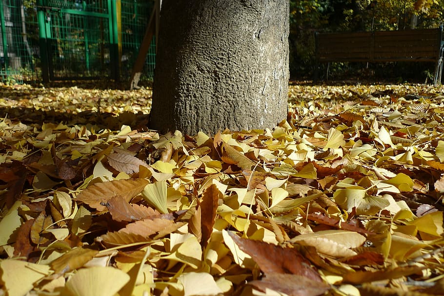 Daun Musim Gugur, Langit Biru, Maple, musim gugur, daun bank, ginkgo, alam, hari, di luar ruangan, close-up