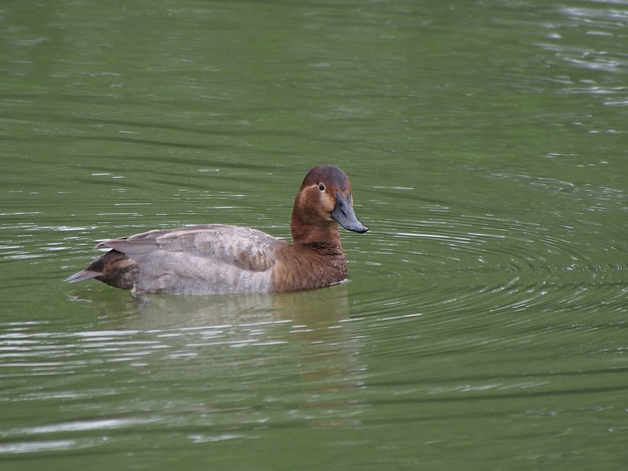 common pochard, red-headed duck, migrant, south park, taipei, animal themes, water, lake, swimming, bird