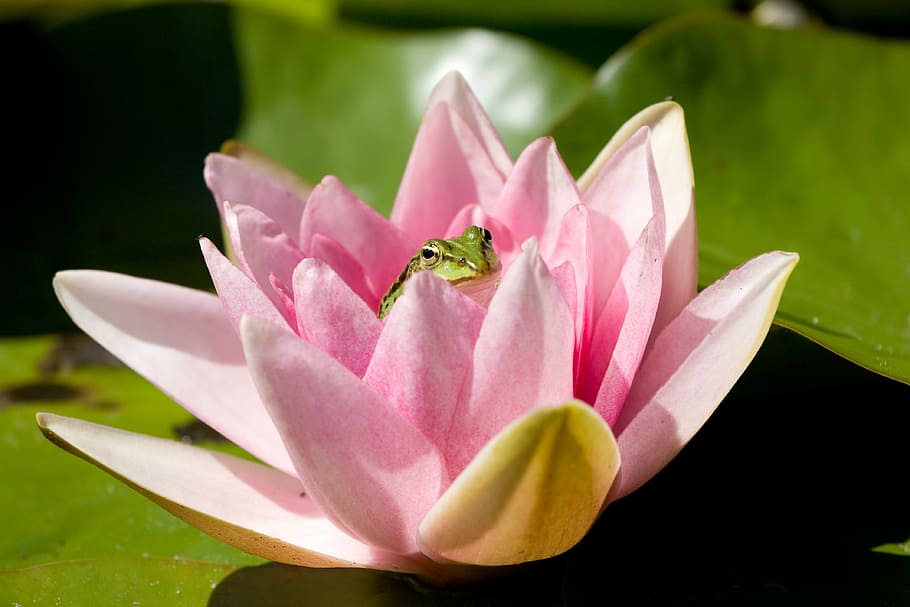 water lily, frog, water frog, water, pond, pond inhabitants, lake rose, blossom, bloom, garden pond