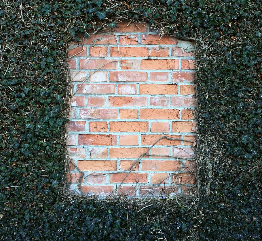 wall, ivy, fouling, window, ingrowing, gap, green, brick, brick wall, built structure