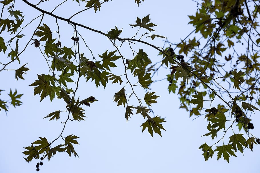 tree, branch, the leaves are, leaves, nature, sky, plant, spring, season, climate