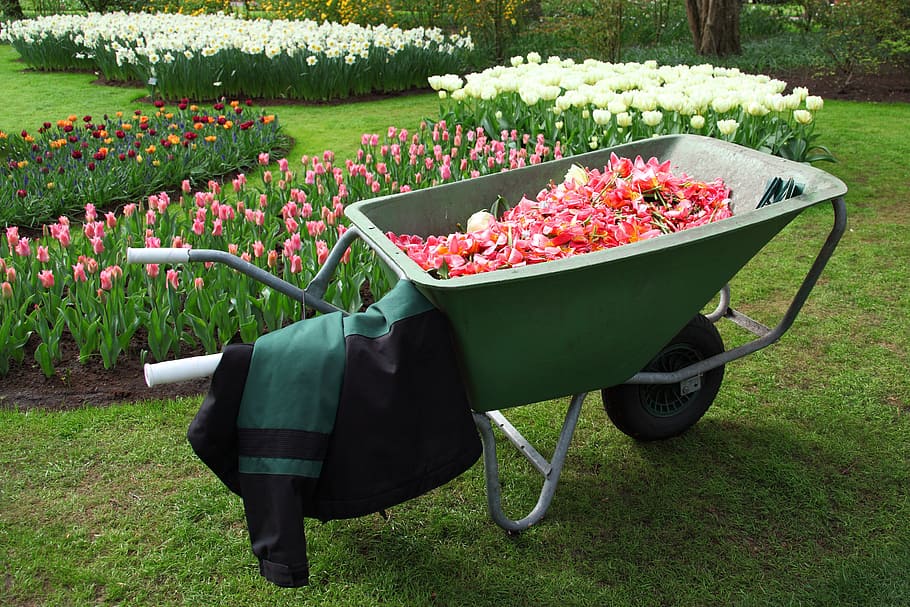 wheelbarrow, pink, flower petals, barrow, cart, equipment, flower, garden, gardening, grass