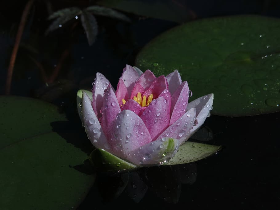 water lily, pink, flower, blossom, bloom, water, aquatic plant, nuphar lutea, pond plant, mirroring