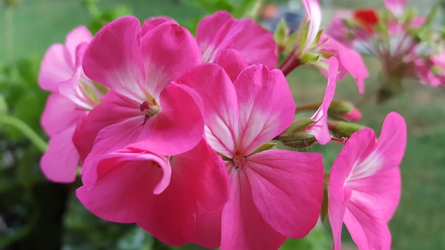 bunga, pala merah muda, tanpa filter, tanaman berbunga, menanam, kesegaran, warna merah muda, keindahan di alam, kerapuhan, daun bunga