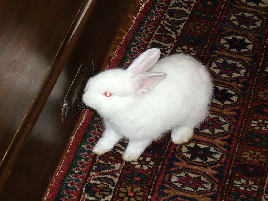 white dwarf rabbit, White Dwarf, Dwarf Rabbit, animal, bunny, mammal, public domain, rabbit - Animal, pets, cute