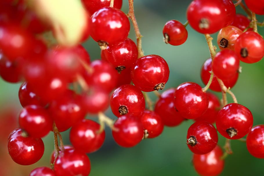 Currant, Currants, Berries, Nature, fruits, red, red currant, fruit, garden, close