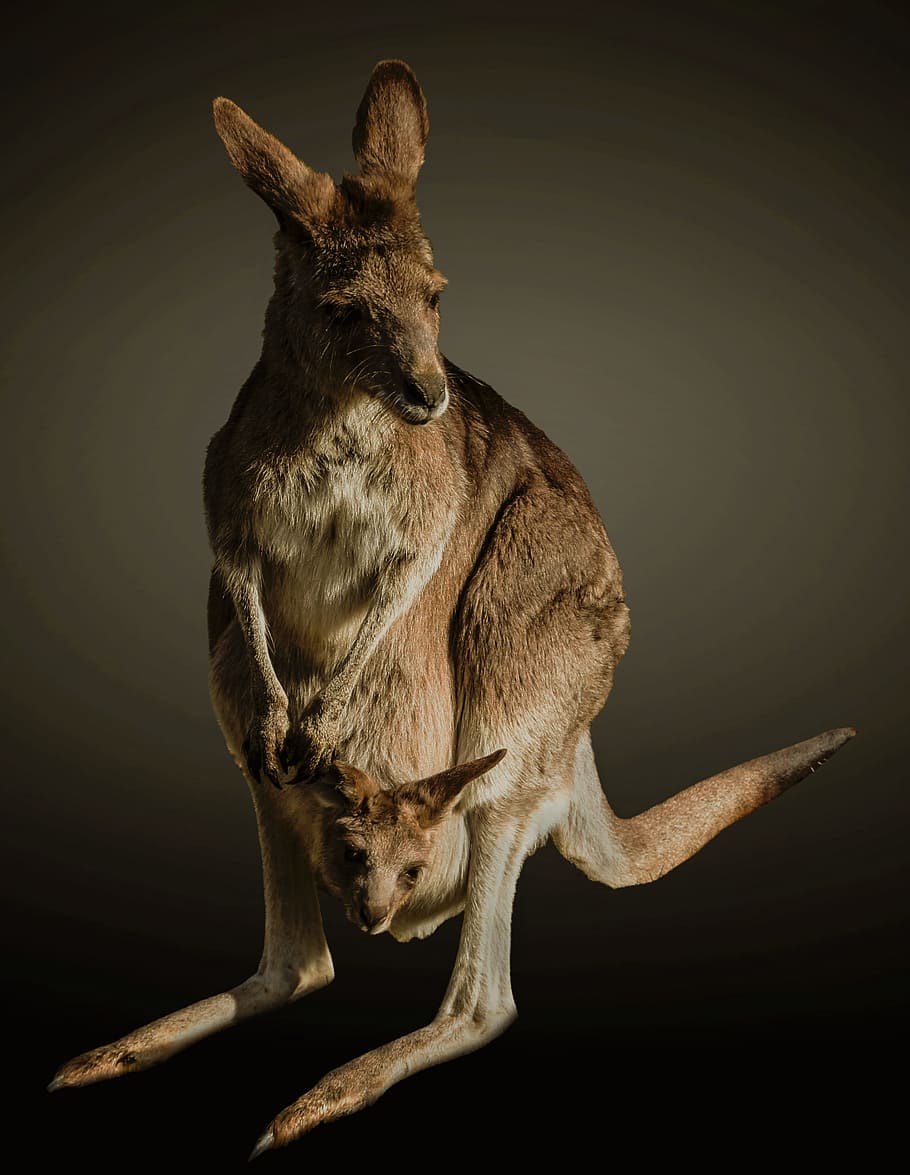 Внутри сумки у кенгуру