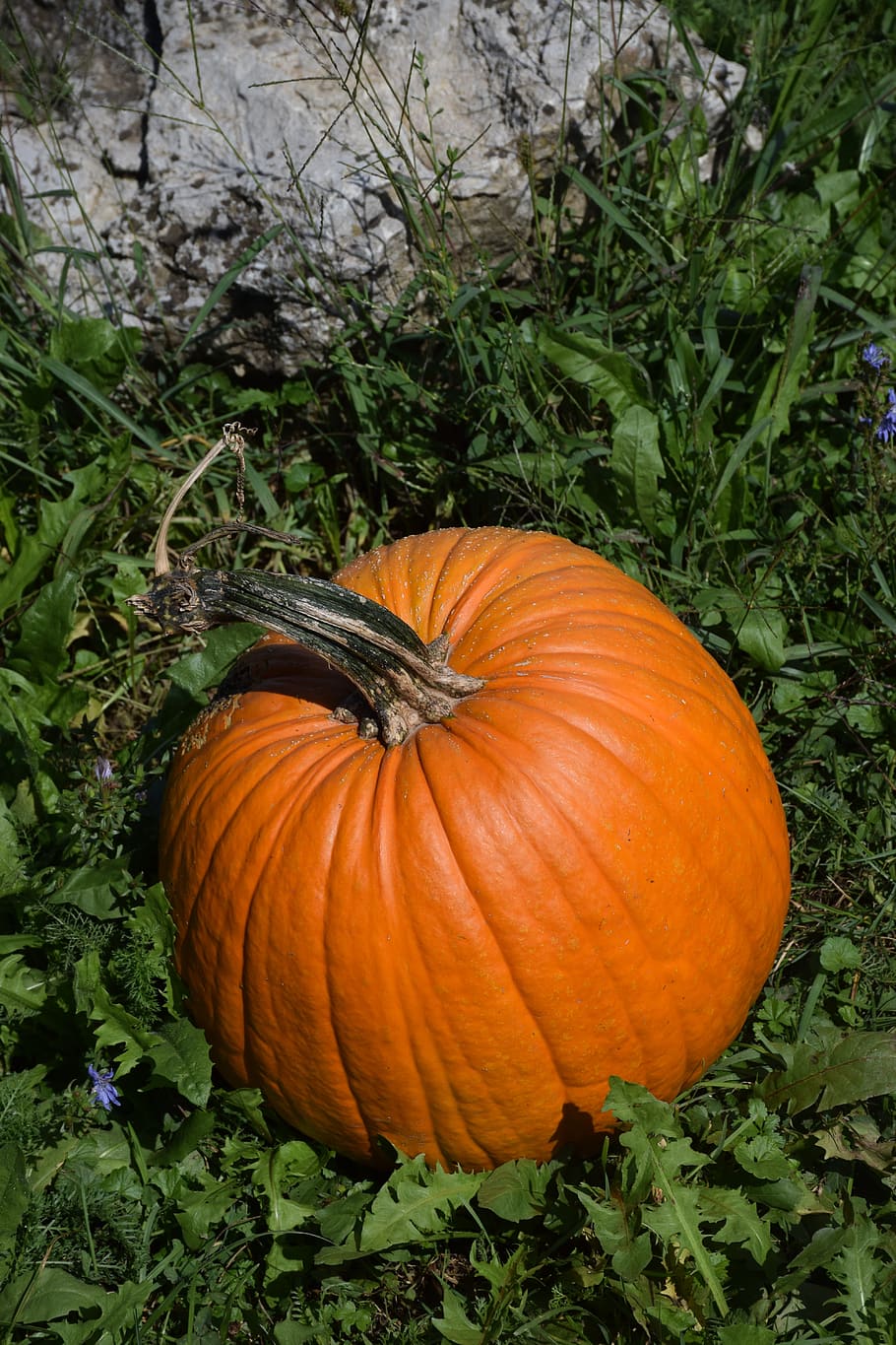 pumpkin, summer, autumn, nature, garden, agriculture, fresh, yellow, pumpkins, healthy