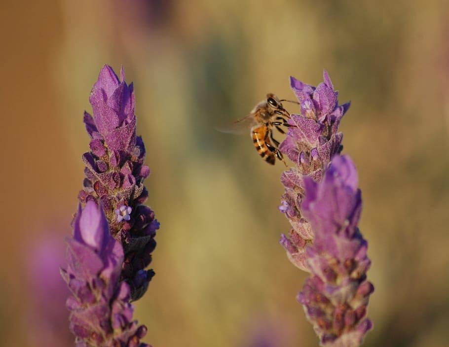 Lavender, Flowers, Bees, Insects, blossoms, lavandula, purple, violet, racemes, bunch