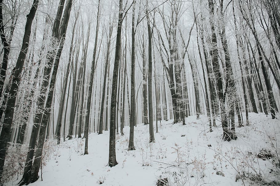 木, いっぱい, 雪, 冬, 白, 寒さ, 天気, 氷, 植物, 自然
