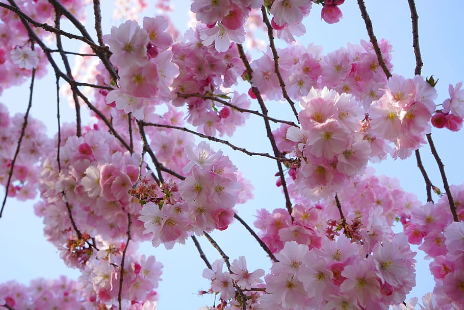 일본 벚꽃, 꽃, 담홍색, 분기, 일본 꽃 피는 벚꽃, 장식용 체리, 벚꽃, 나무, 화려한, 색깔
