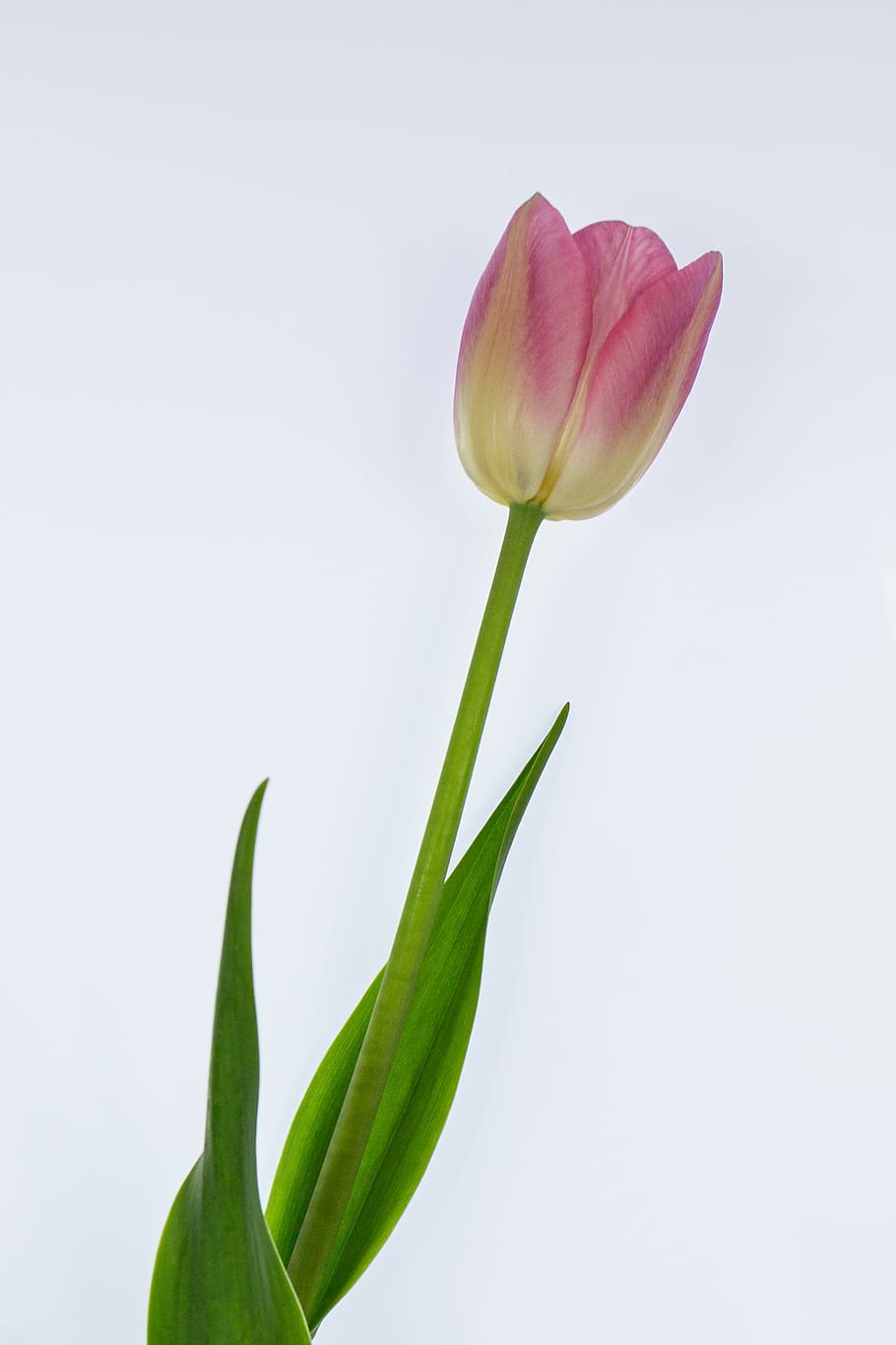 tulip, pink, easter flowers, spring, flower, bright, beautiful, one, flowering plant, plant