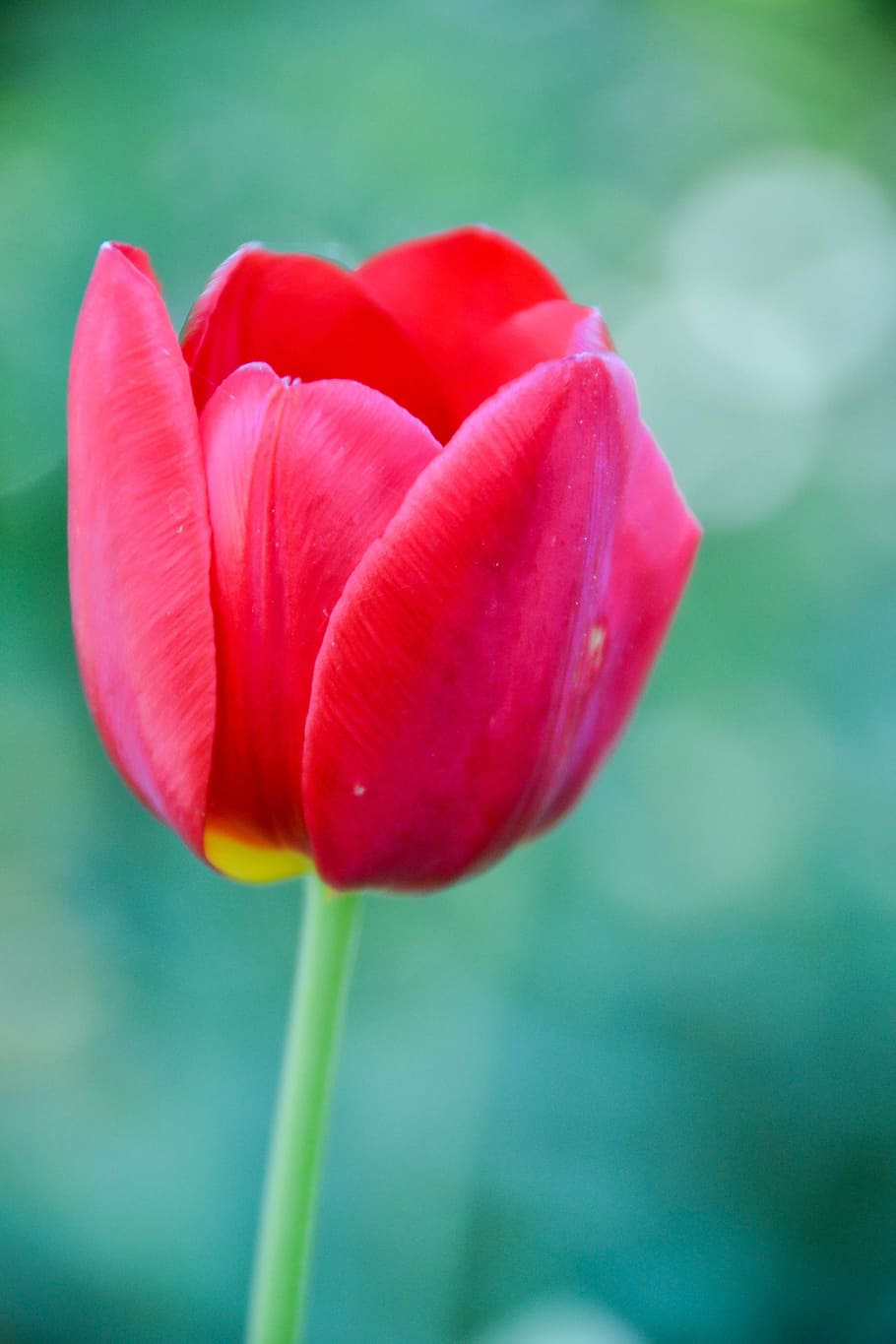 close, photography, red, tulip flower, tulip, macro, detail, bokeh, petals, garden