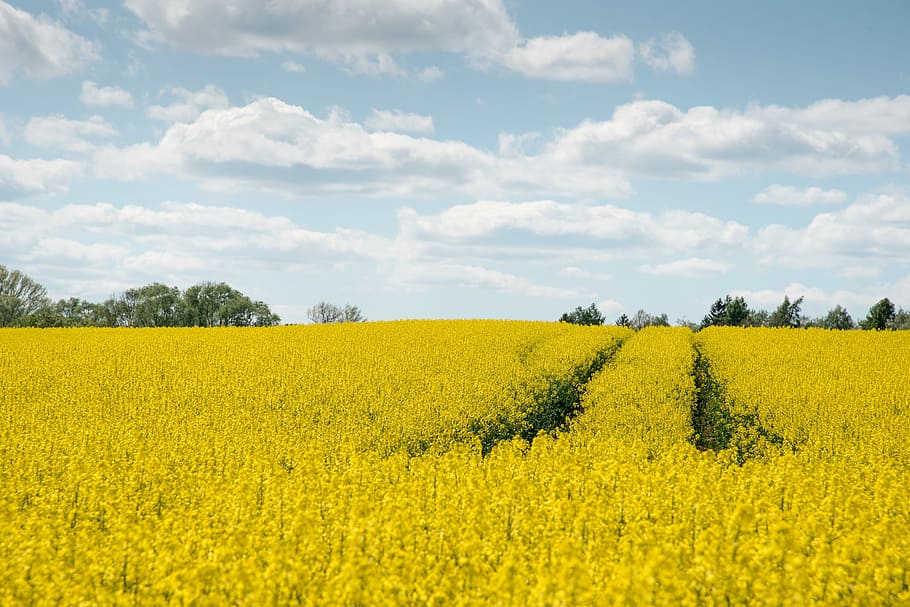 oilseed rape, agriculture, yellow, arable, field of rapeseeds, blossom, bloom, crop, rapeseed oil, agricultural plant