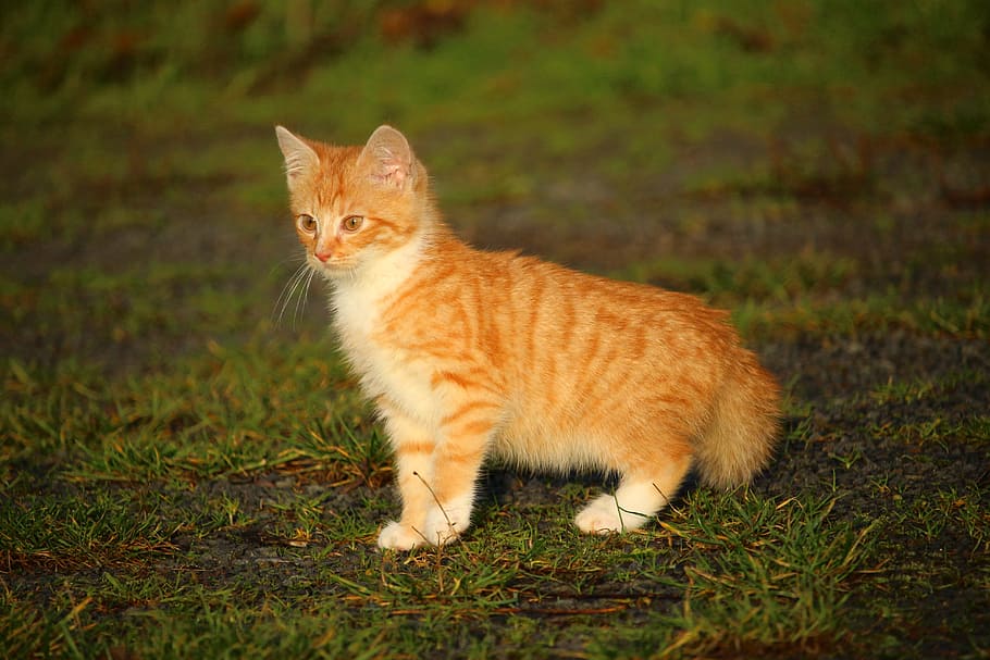オレンジ, トラ, 緑, 草, 猫, 子猫, 猫の赤ちゃん, 若い猫, 赤い猫, 飼い猫