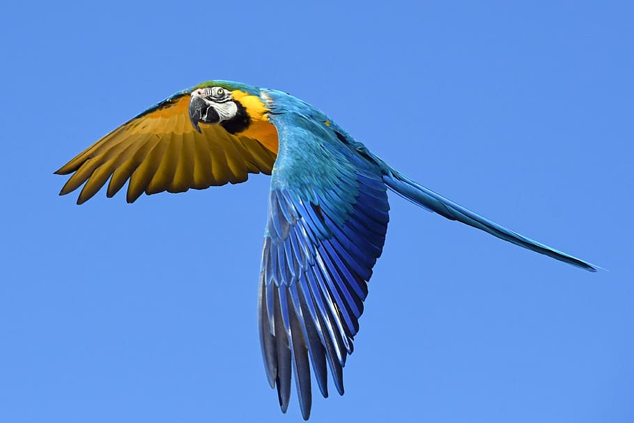 blue, yellow, macaw bird, flying, daytime, parrot, blue macaw, fly, bird, wing