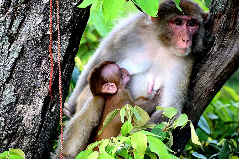 mother, monkey, breastfeeding, baby, mammal, primate, animal, love, child, ape