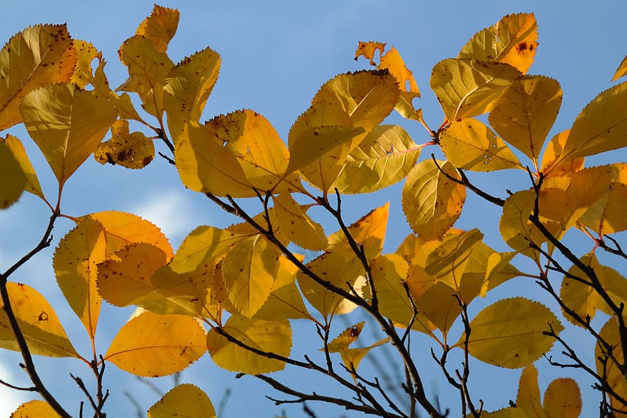 Leaves, Yellow, Autumn, Fall, Fall Foliage, autumn, coloring, fall color, golden, golden autumn, tree