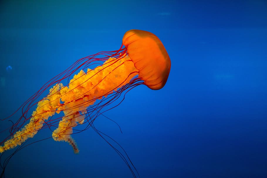 orange jelly fish, jellyfish, underwater, marine, exotic, tropical, aquarium, wildlife, aquatic, undersea