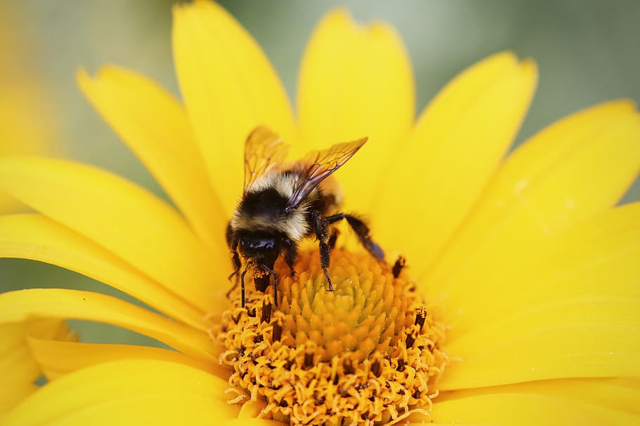 amarelo, abelha, vespa, pólen, flor, planta com flor, fragilidade, pétala, inseto, invertebrado