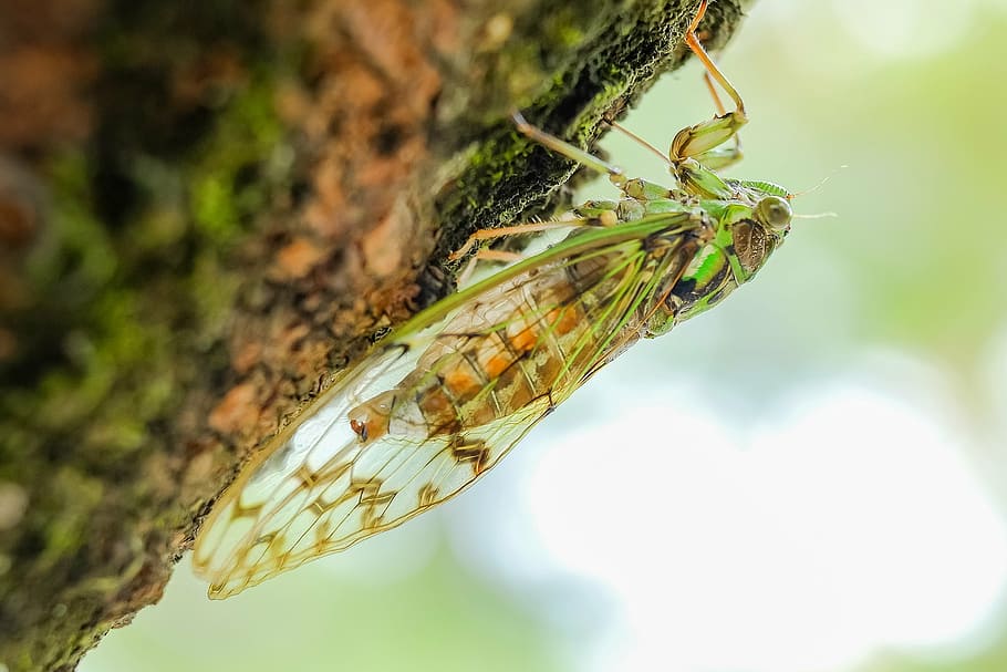 green, cicada, closeup, photography, animal, insect, summer, biological, nature, focus on foreground