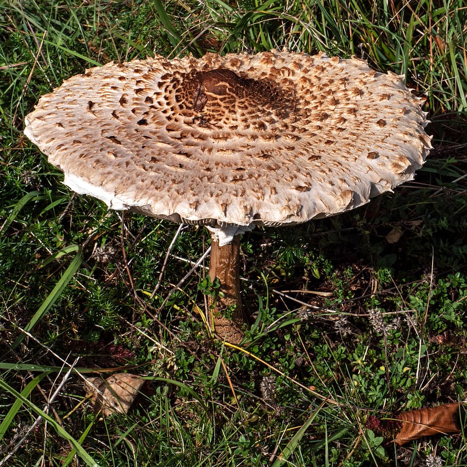 mushroom, schirmling, parasol, meadow mushroom, giant schirmling, edible, light brown, fungus, plant, land