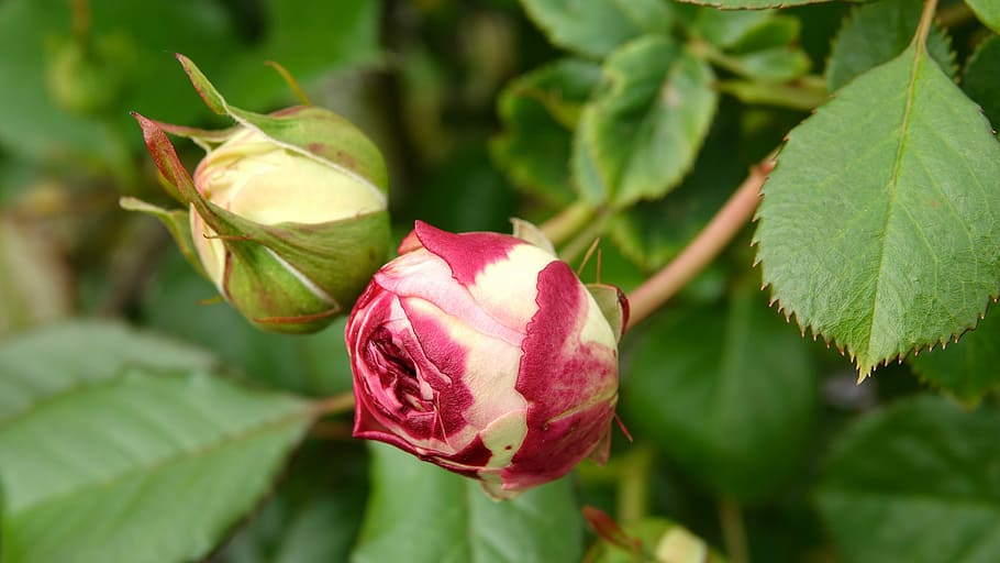 roses, may 9,, evolution, plant, leaf, beauty in nature, plant part, flower, flowering plant, close-up