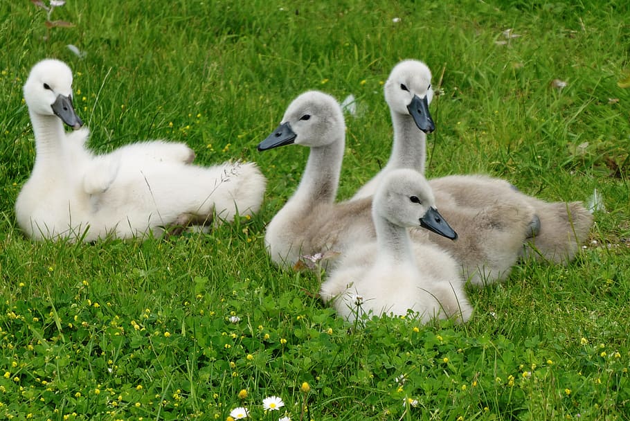 swan, chicks, nature, waterfowl, animal world, cygnet, cute, swimming, spring, pride