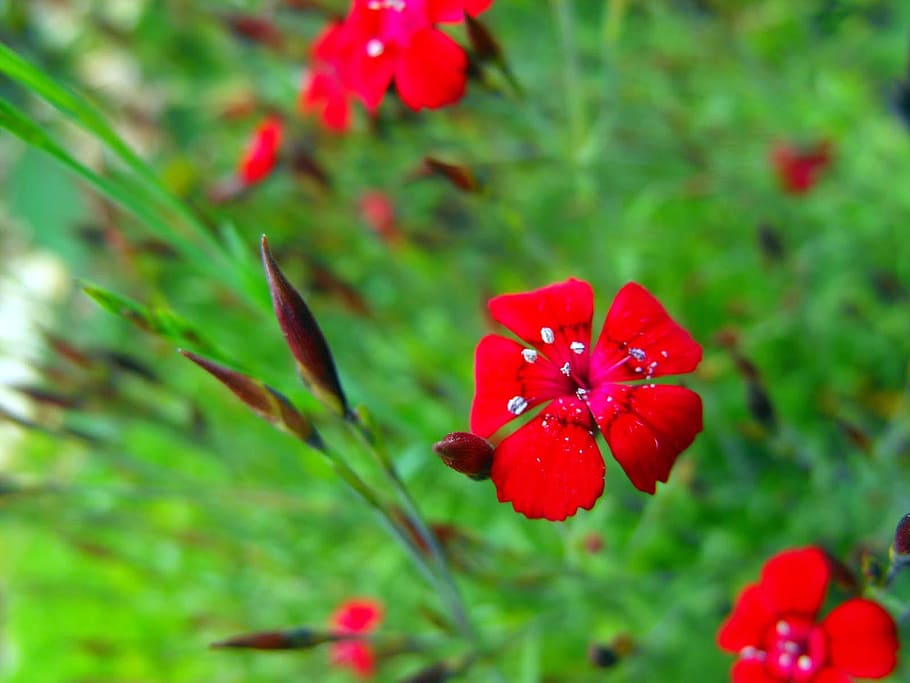 Flores, rojo, jardín, planta, nuez moscada, crecimiento, flor, naturaleza, foco en primer plano, belleza en la naturaleza