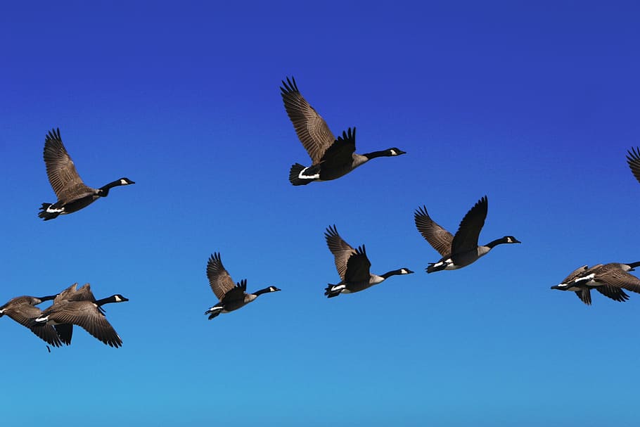 canada geese, flying, blue, Goose, Flock, Bird, Fly, Sky, nature, animal