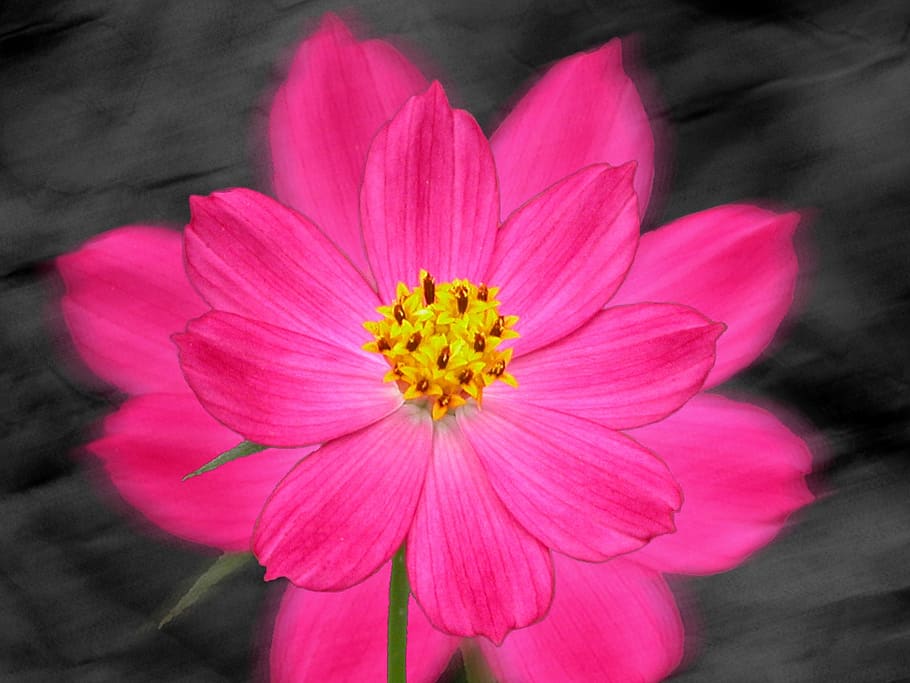 bunga, berwarna merah muda, fuchsia, alam, merapatkan, penciptaan digital, hitam, Latar Belakang, karya seni, manipulasi digital