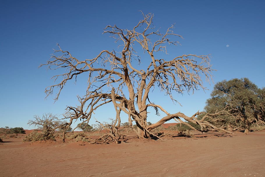 árbol, Namibia, desierto, arenoso, África, paisaje, naturaleza, seco, arena, sequía