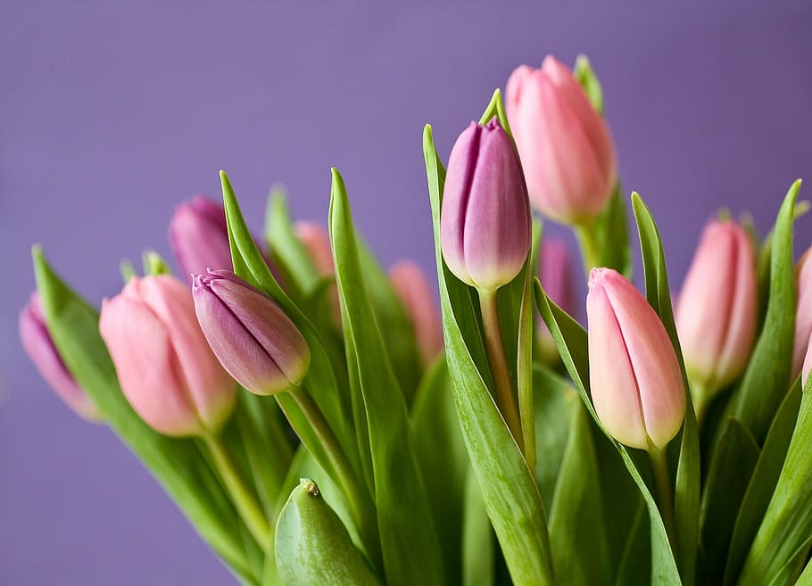 pink, purple, tulip flowers, tulips, flowers, tulip bouquet, violet, nature, plant, spring