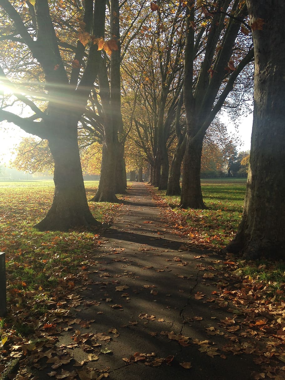 Autumn, Path, Walk In The Park, rays of light, trees, fall, season, nature, light, sunlight