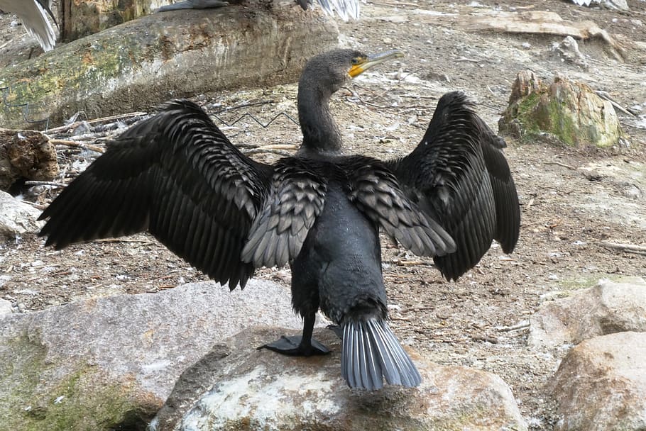 great cormorant, bird, wings, feathers, waterfowl, plumage, sit, black, animal world, poultry