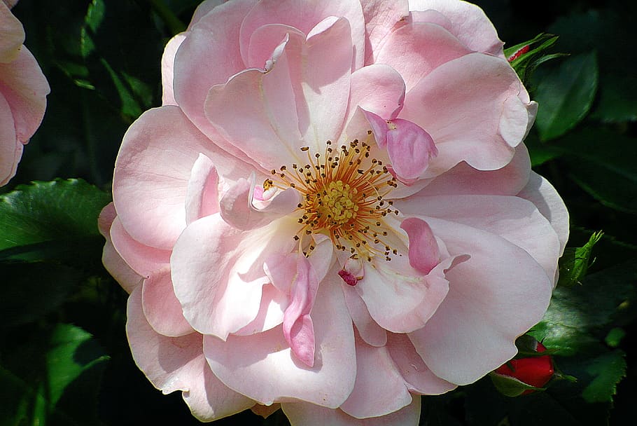 rose, flower, hot pink, garden, color, bar, stamens, the petals, nature, plant