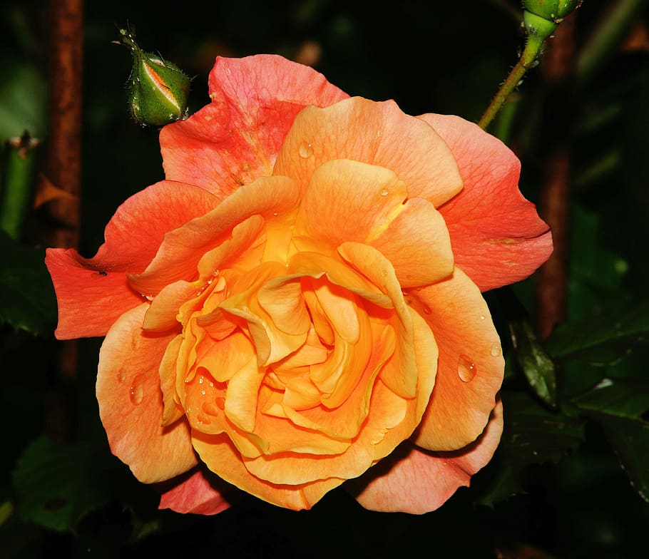 rosa, final do verão, flor, floração, fechar, laranja, colorido, perfumado, solitário, doce