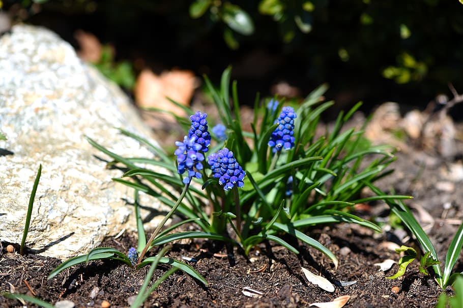 muscari, blue, spring flower, early bloomer, garden, spring, blue flower, flower, flowering plant, plant