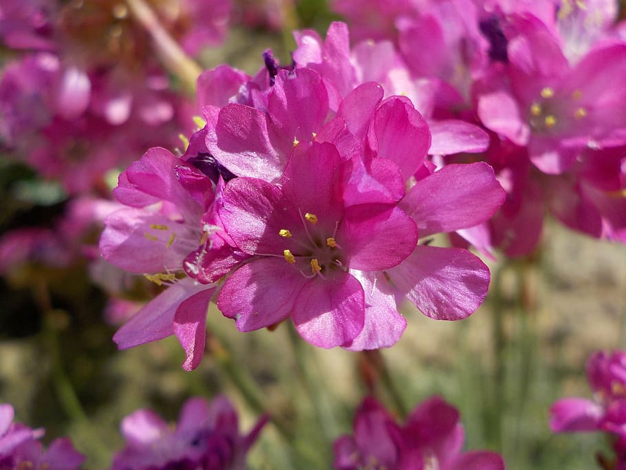 turf spain, flower, pink, pink flowers, nature, macro, armeria maritima, garden, flowering plant, fragility