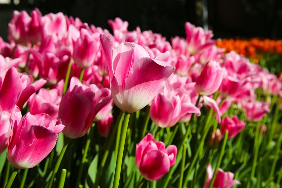 Tulipán, campo, agricultura, Estambul, atención, fondo, hermoso, belleza, cama, floración