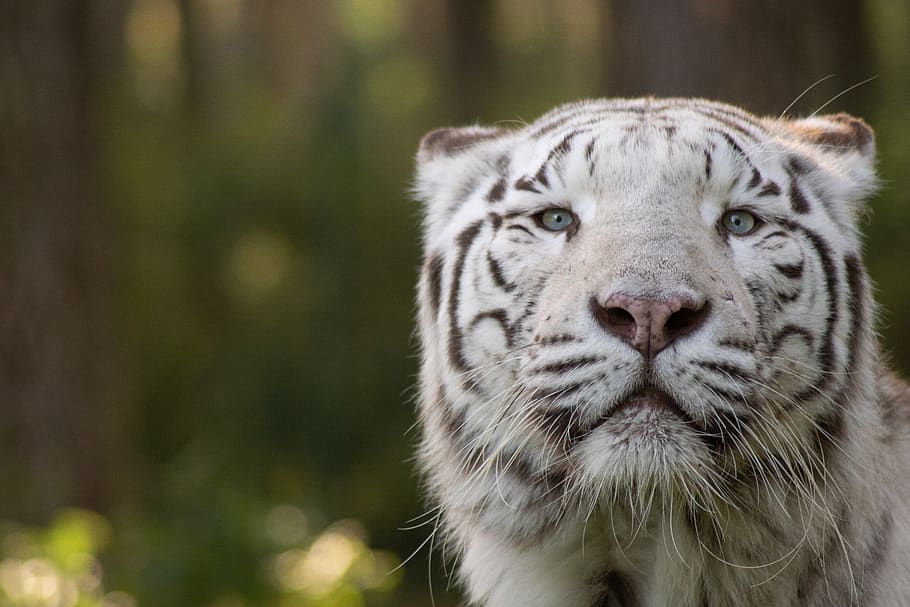 tiger, king tiger, cat, animal world, asia, predator, carnivores, nature, wild, zoo