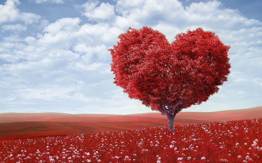 heart-shaped tree, red, field, blue, sky, heart-shape, tree, outdoors, flowers, valentines day