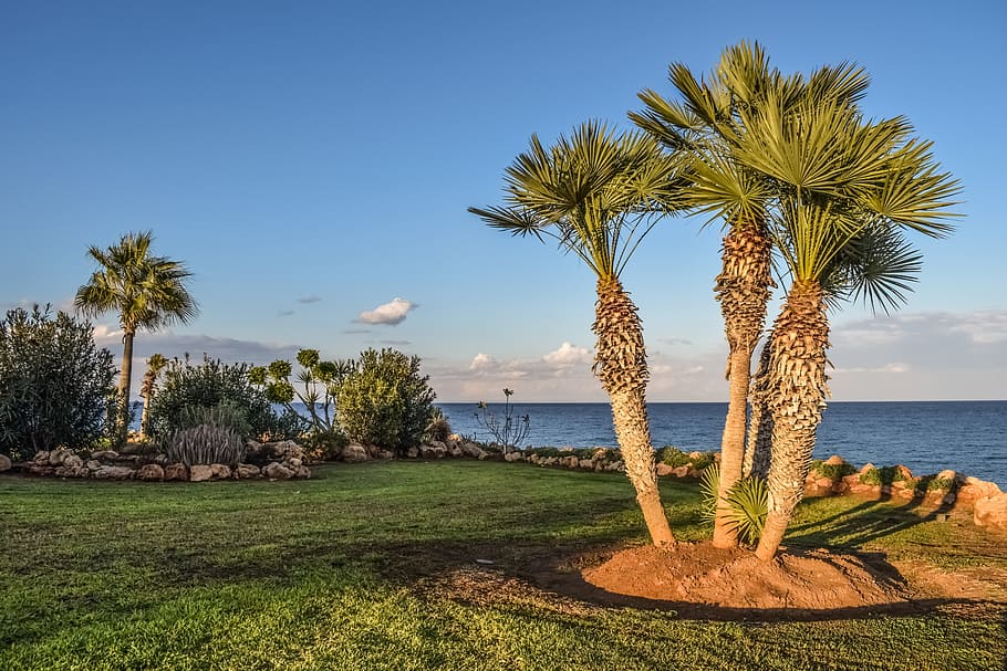 sago palm trees, body, water, landscaping, garden, palm trees, nature, sky, landscape, scenery