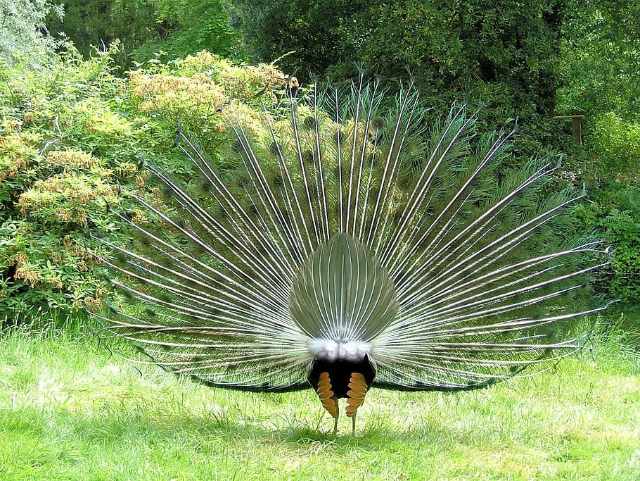 standing peacock, Peacock, peafowl, tail, feathers, plumage, male, rear, one animal, fanned out