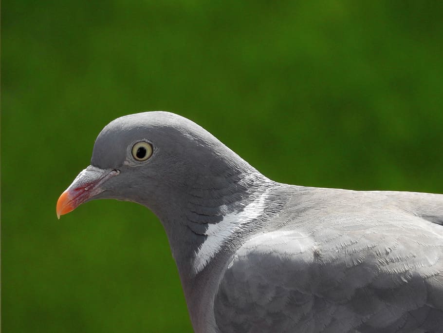 dove, bird, bird pigeon, animal, nature, city pigeon, foraging, street deaf, collar, animal themes