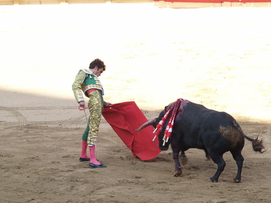 torero, banteng, spanyol, adu banteng, matador, orang-orang, di luar rumah, hewan, satu orang, panjang penuh